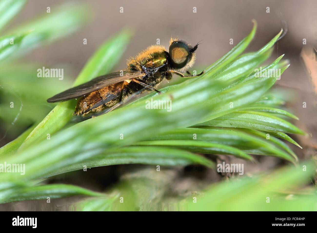 Ampia centurion fly (Chloromyia formosa). Un soldato maschio volare nella famiglia Stratiomyidae, a riposo su un yew in condizioni atmosferiche avverse Foto Stock