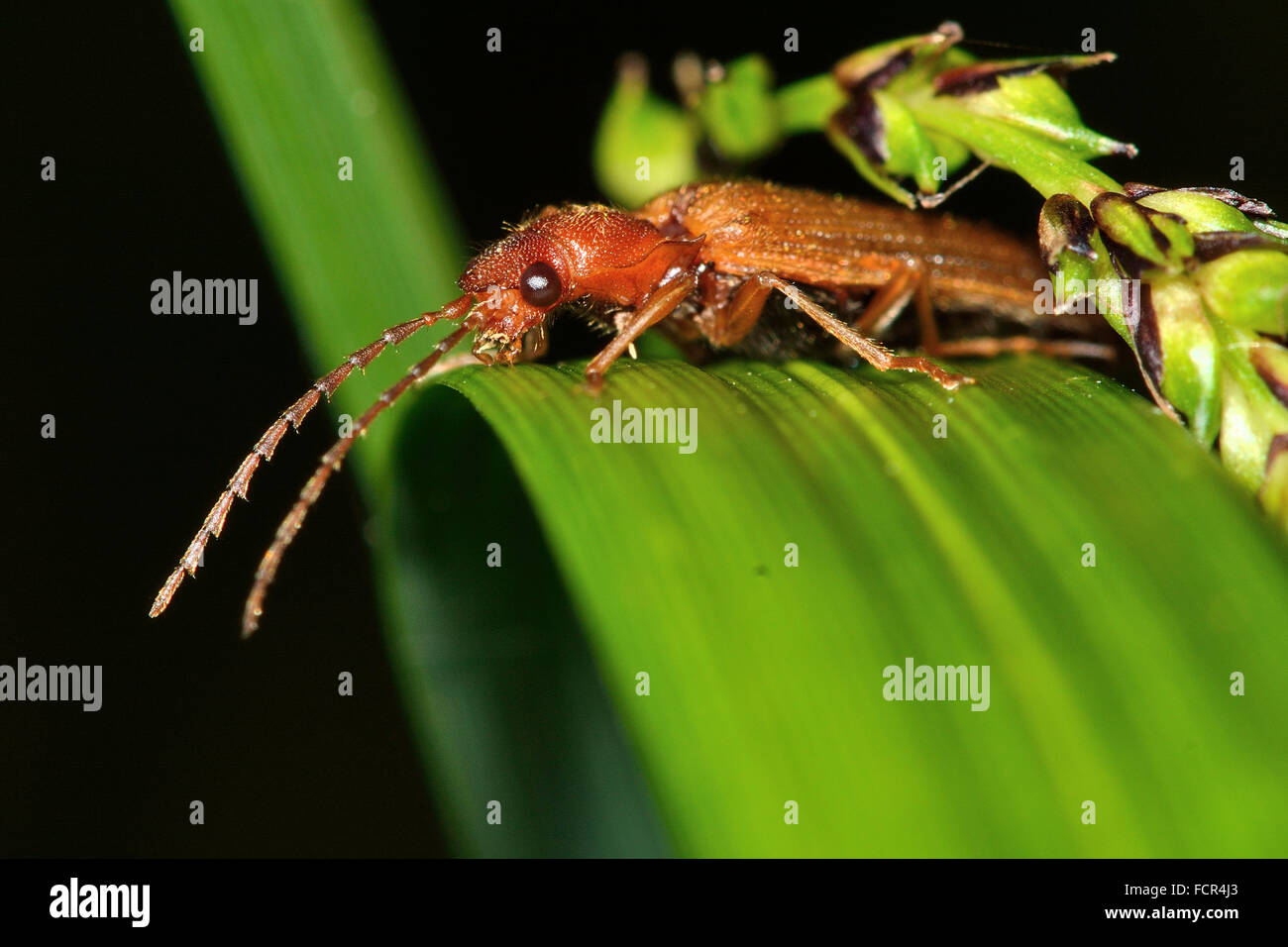 Denticollis linearis beetle. Un clic beetle nella famiglia Elateridae, su una corsa in una zona umida del bosco di latifoglie Foto Stock