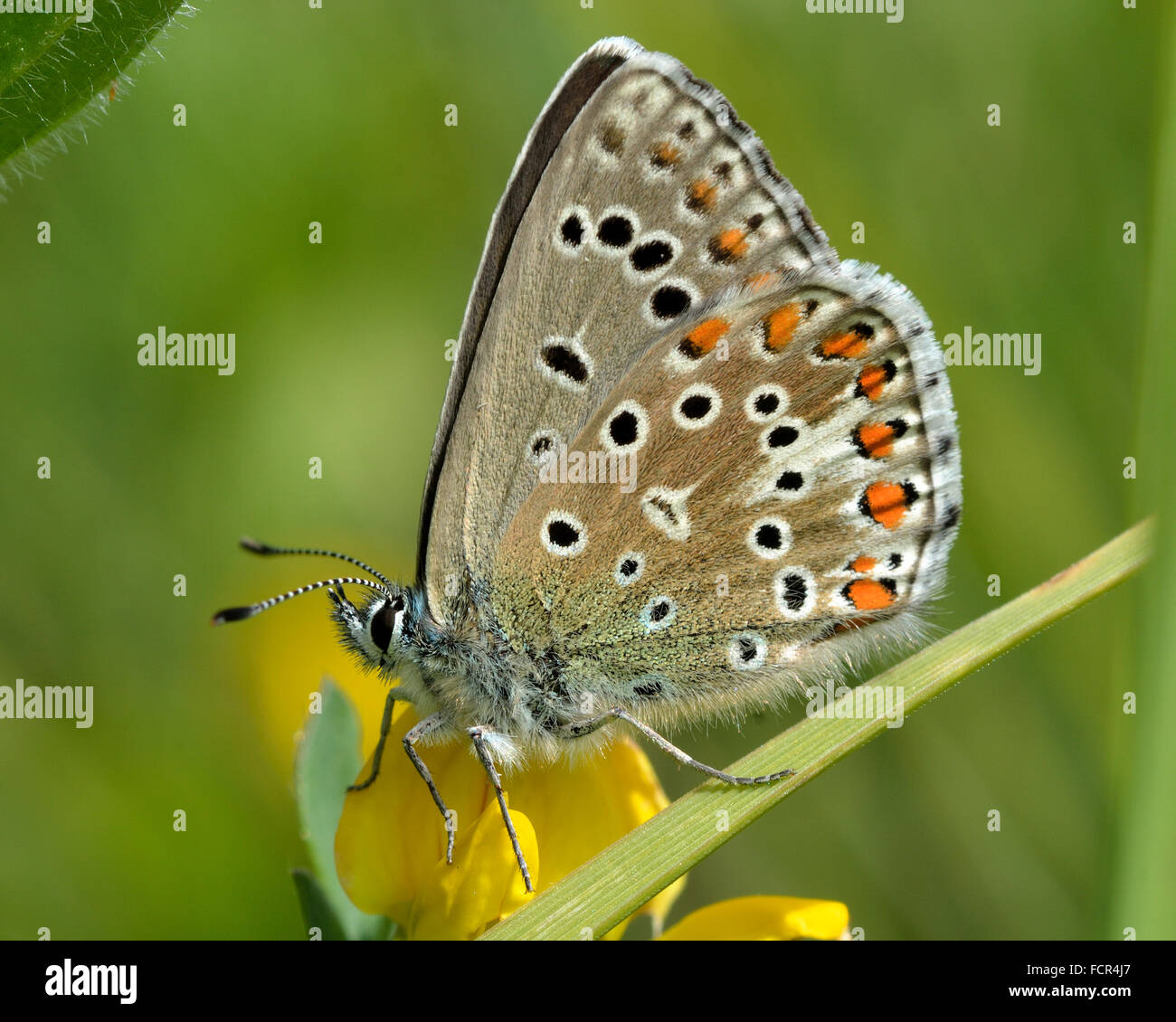 Adonis blue butterfly (Polyommatus bellargus) su la veccia con ante chiuse. Una farfalla della famiglia Lycaenidae, con lato inferiore Foto Stock
