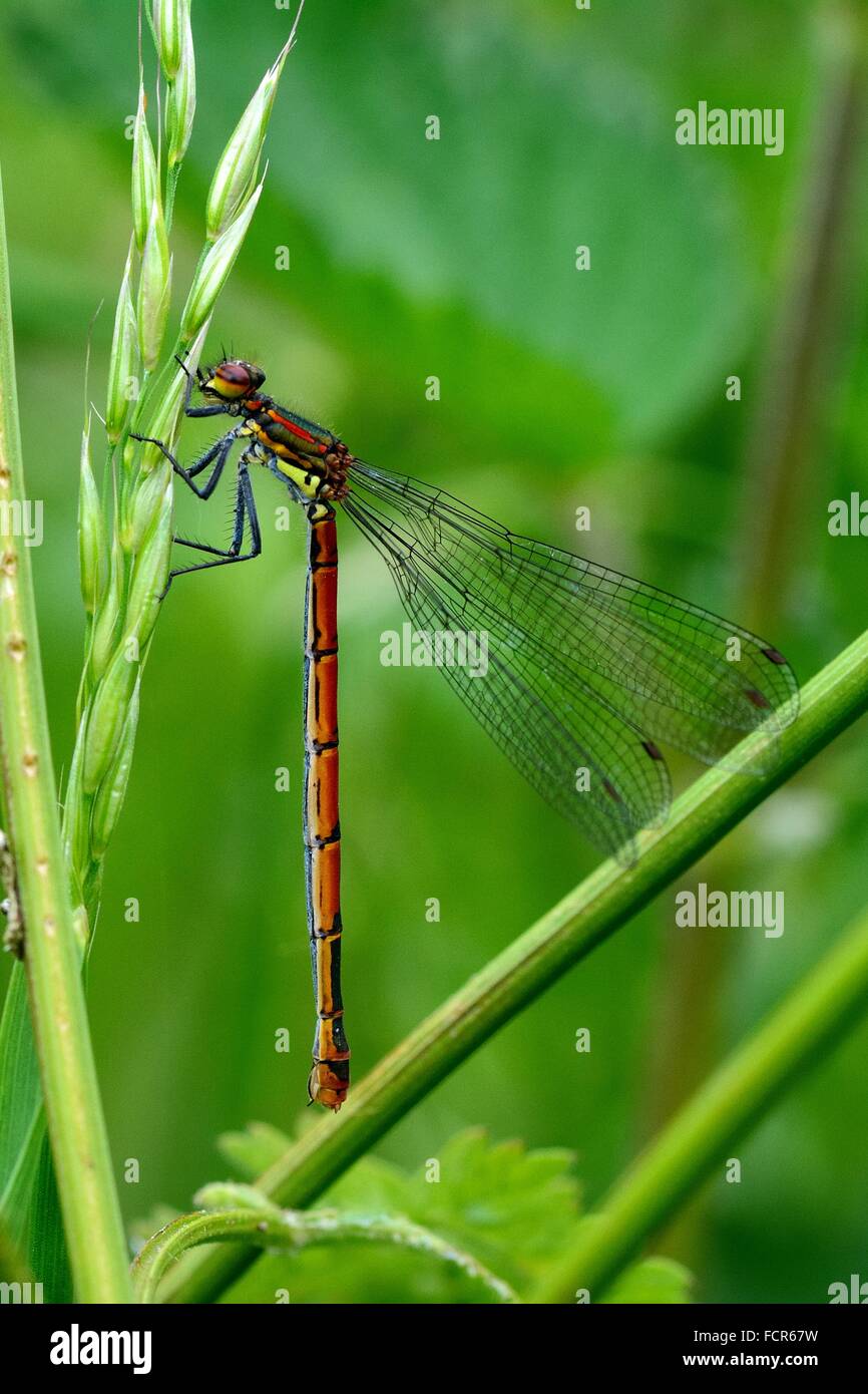 Rossi di grandi dimensioni (damselfly Pyrrhosoma nymphula) a riposo. Un damselfly nella famiglia Coenagrionidae a riposo sull'erba con addome angolato Foto Stock