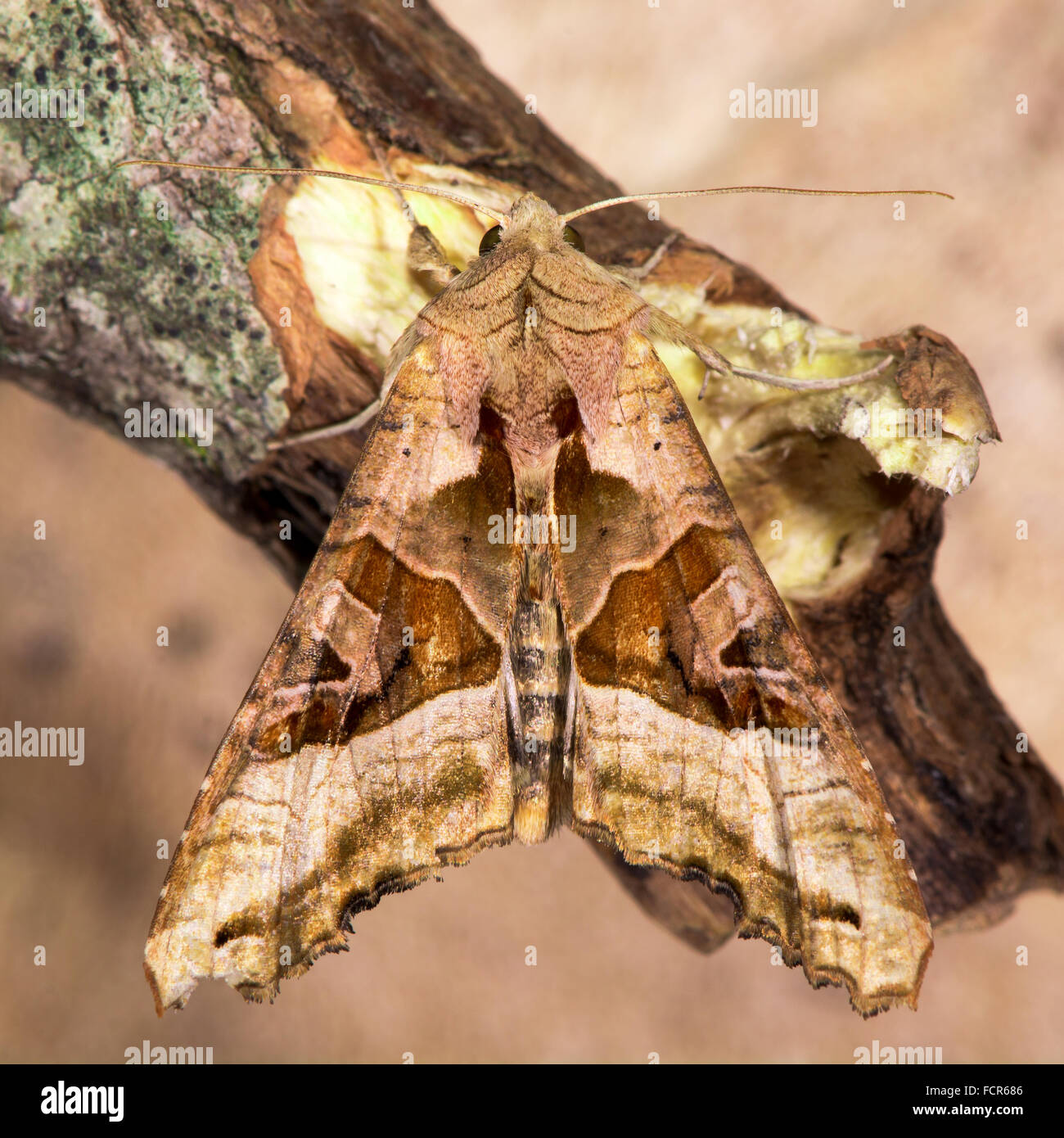 Sfumature di angolo (Phlogophora meticulosa) moth. Un arditamente modellato moth nella famiglia Noctuidae, a riposo su legno Foto Stock
