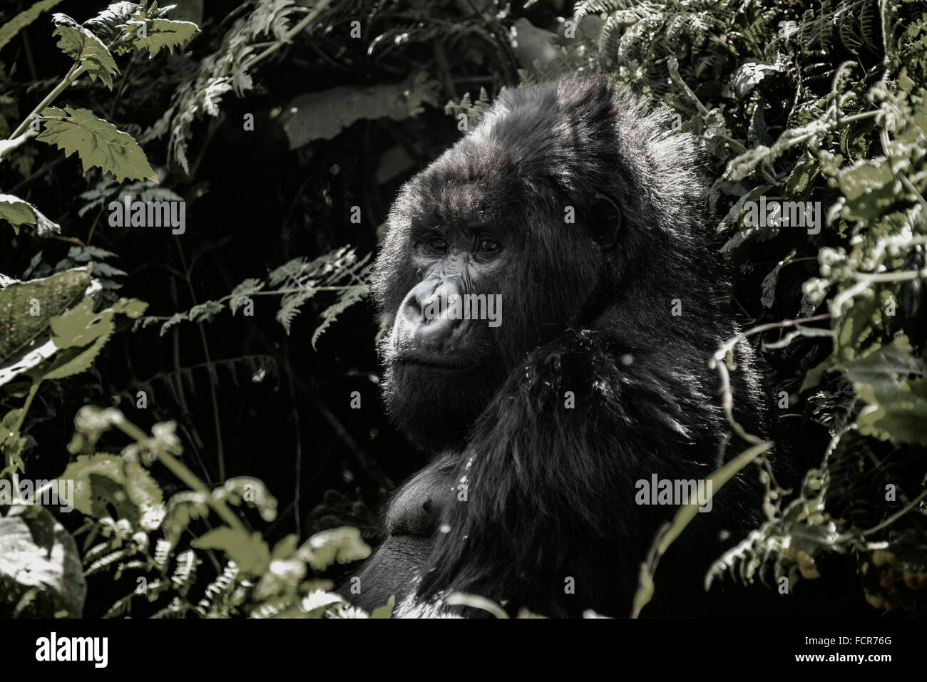 Un maschio silverback gorilla di montagna nel Parco Nazionale dei Vulcani Luglio 4, 2014 in Virunga, Ruanda. Foto Stock