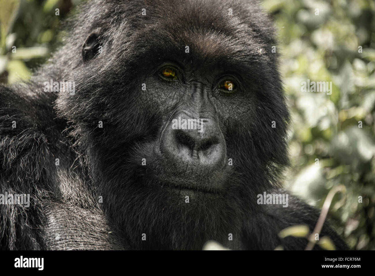 Un maschio silverback gorilla di montagna nel Parco Nazionale dei Vulcani Luglio 4, 2014 in Virunga, Ruanda. Foto Stock