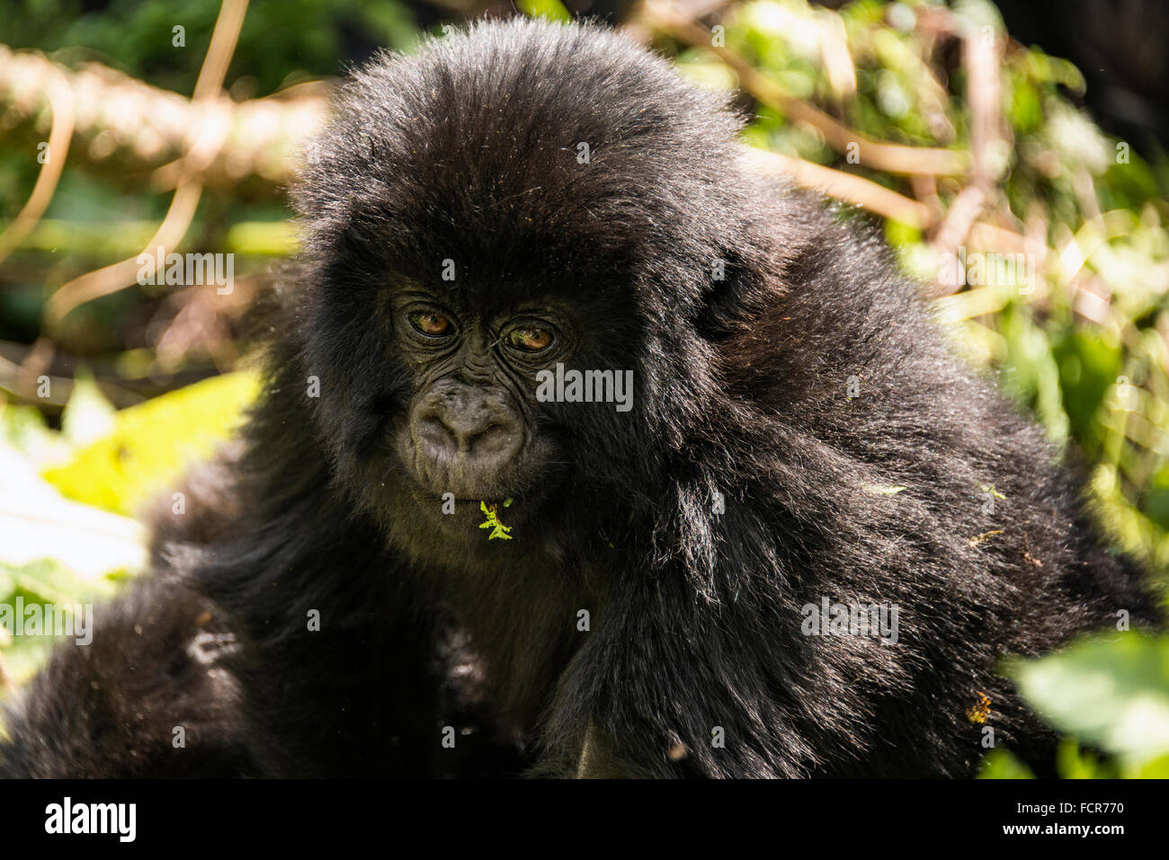 Un gorilla di montagna nel Parco Nazionale dei Vulcani Luglio 4, 2014 in Virunga, Ruanda. Foto Stock