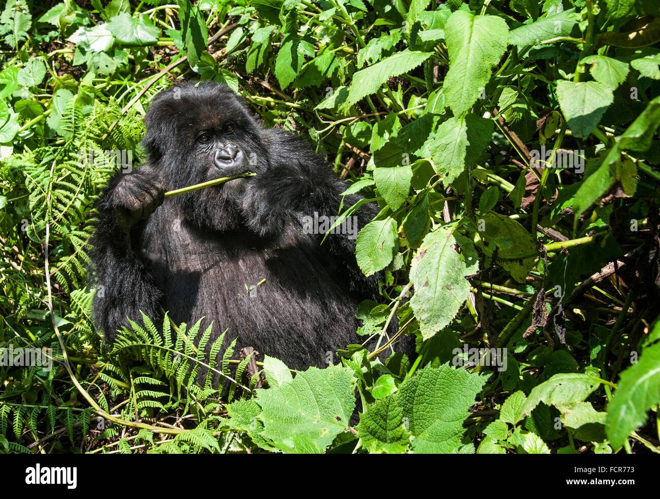 Un maschio silverback gorilla di montagna nel Parco Nazionale dei Vulcani Luglio 4, 2014 in Virunga, Ruanda. Foto Stock