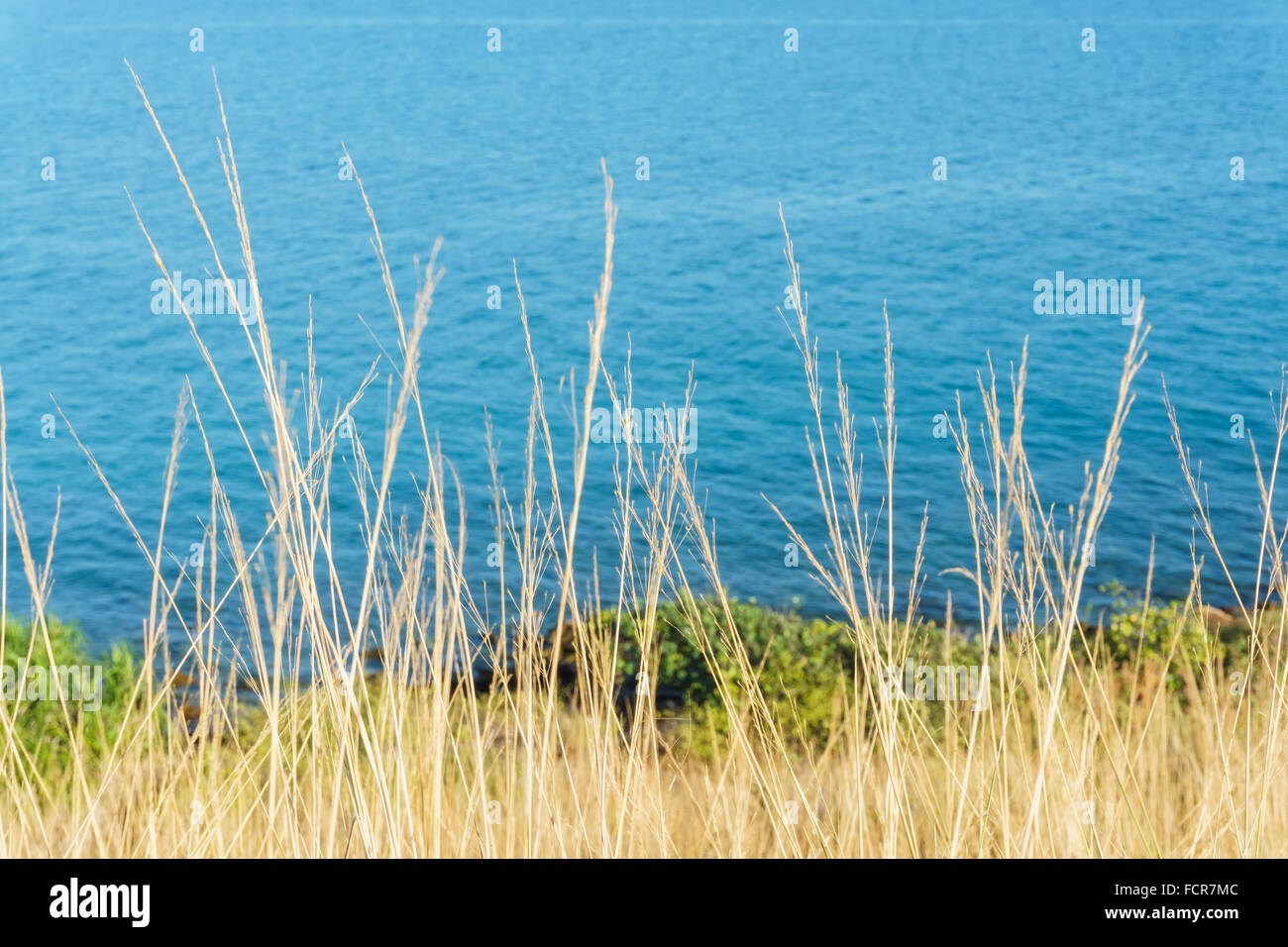 Erba secca sulla costa del mare blu e movimento con il vento Foto Stock