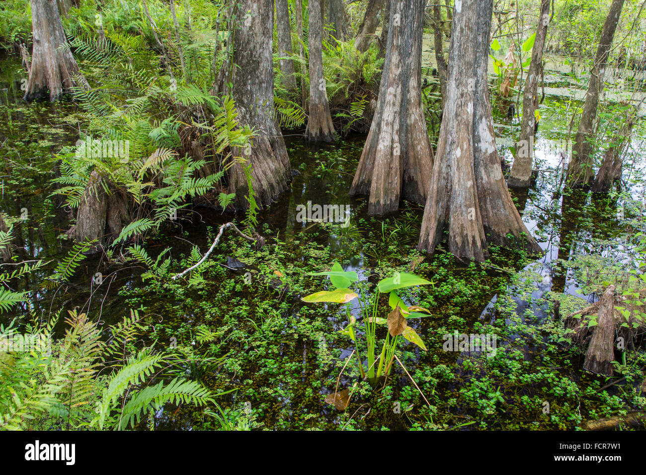 Cipressi nella palude in sei miglia Cypress Slough preservare in Fort Myers Florida Foto Stock