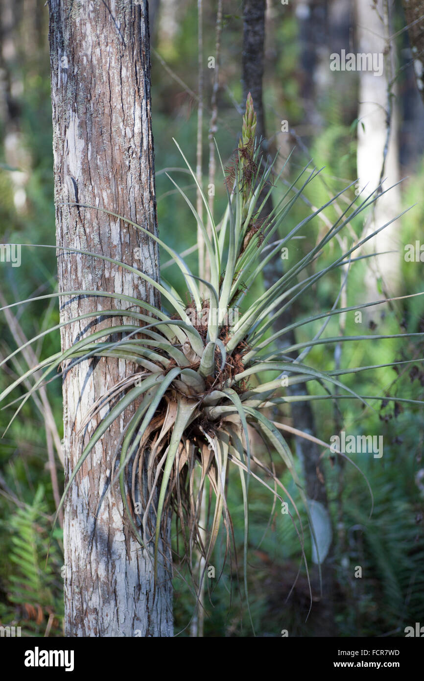 Impianto di aria in sei miglia Cypress Slough preservare in Fort Myers Florida Foto Stock