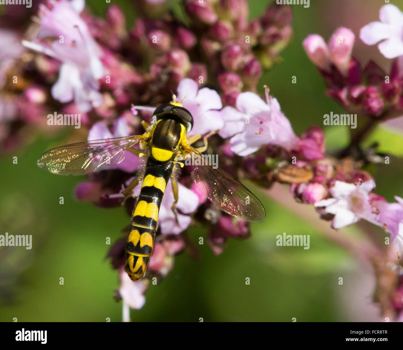 Hoverfly lungo (Sphaerophoria scripta). Una luminosa e colorata hoverfly allungato nella famiglia Syrphidae Foto Stock