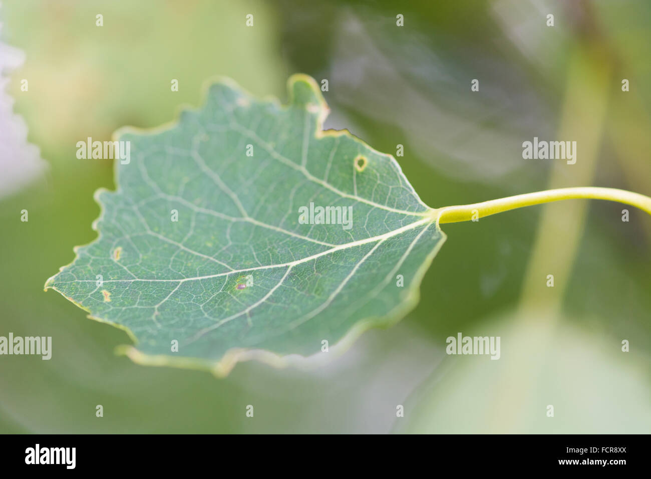 Aspen leaf (Populus tremula). Un tremore foglia di pioppo che mostra il gambo appiattito all'anta. Un membro della famiglia Salicaceae Foto Stock