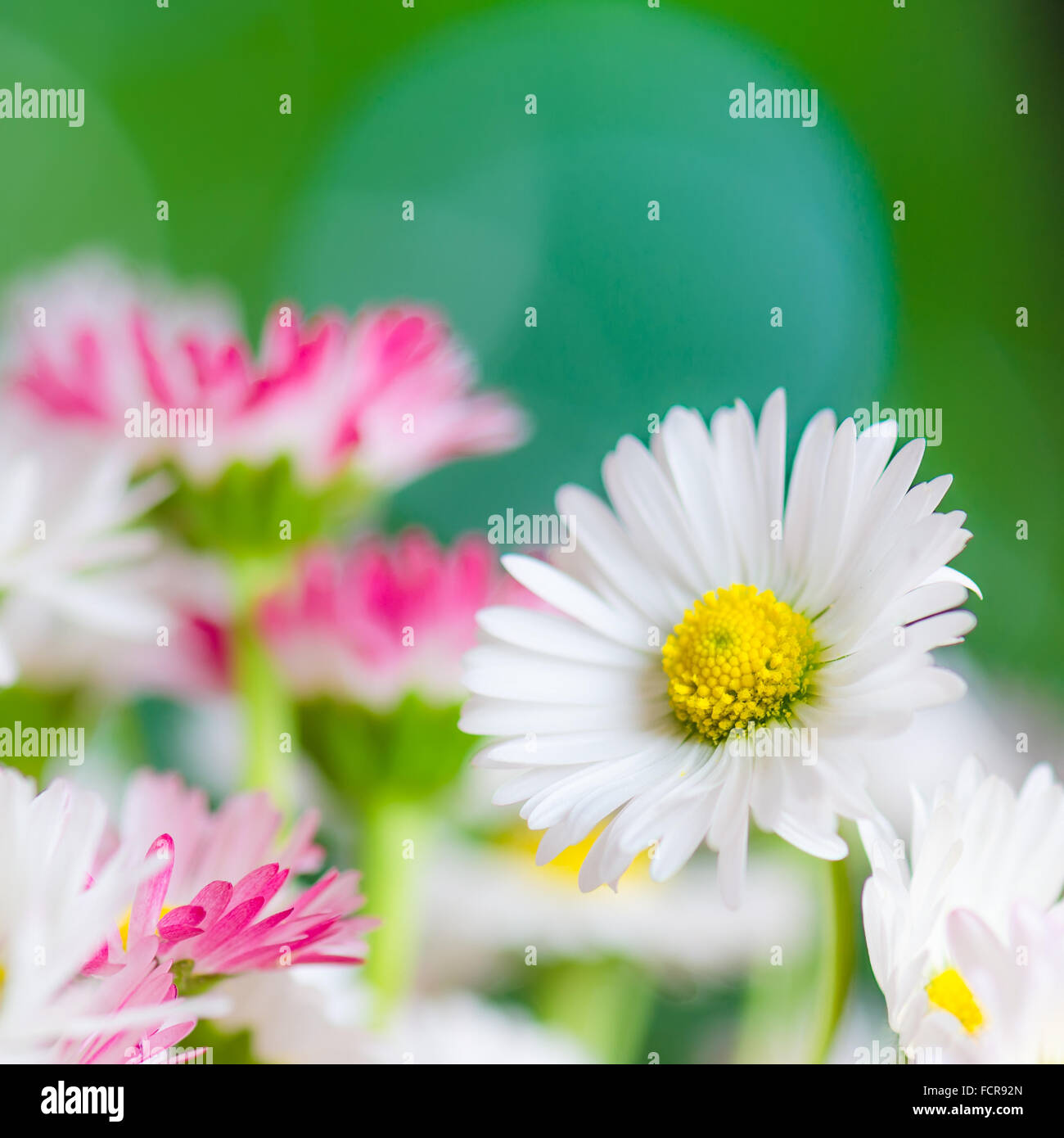 Bouquet di piccole delicate daisy, close-up Foto Stock
