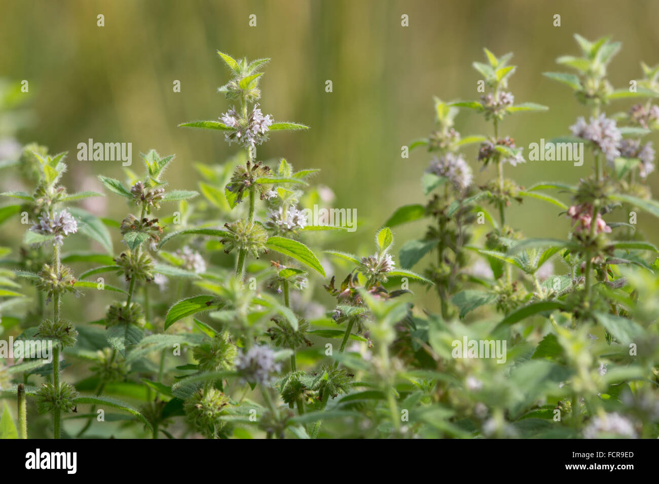 Il mais menta (Mentha arvense) in fiore. Un menta selvatica pianta fioritura in famiglia Lippenblütler Foto Stock