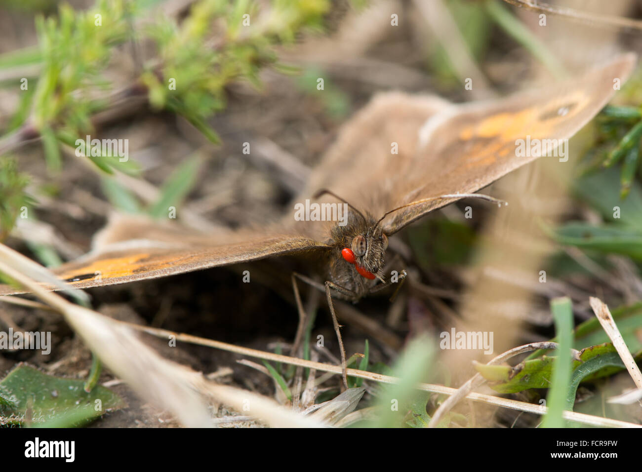 Prato marrone (Maniola jurtina) con gli acari. Una farfalla nella famiglia Nymphalidae, con almeno un paio di rosso visibile acari Foto Stock