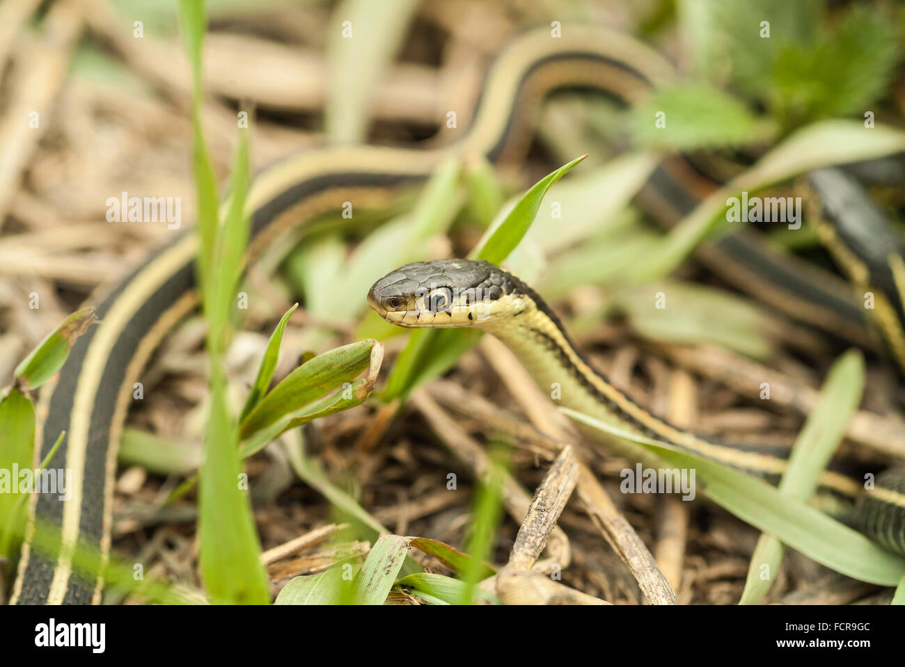 Red-sided garter snake, Thamnophis sirtalis, Narcisse tane di serpente, Narcisse, Manitoba, Canada Foto Stock