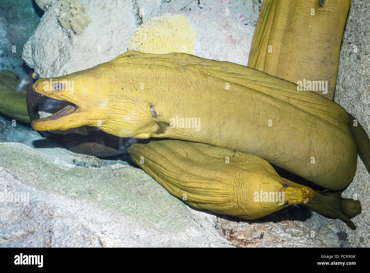 Murena Verde anguilla, Gymnothorax funebris, trovati in Atlantico occidentale dal New Jersey e Bermuda & nord del Golfo del Messico in Brasile Foto Stock