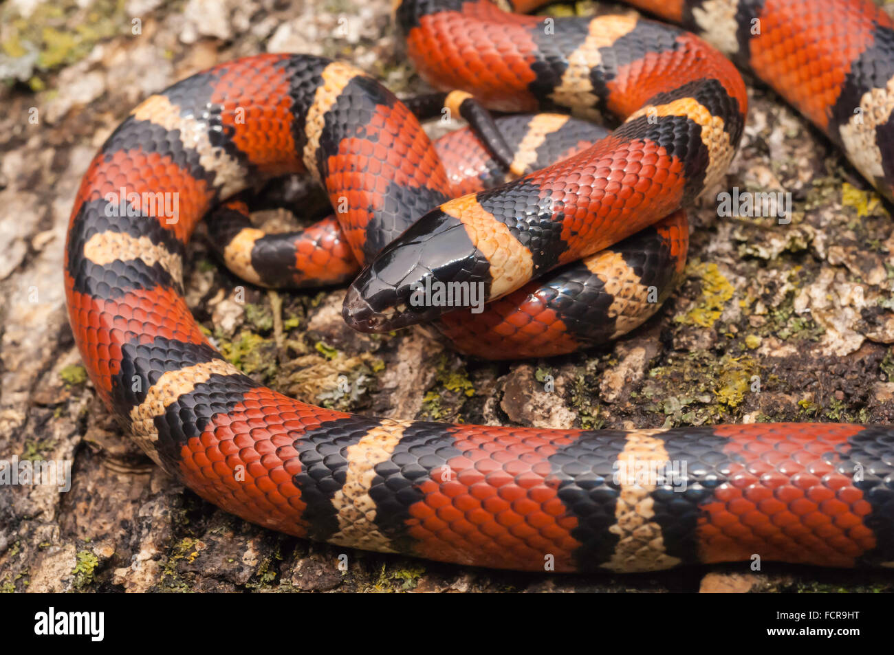 Latte messicano snake, Lampropeltis triangulum annulata, nativo di nordest del Messico e sudovest degli Stati Uniti Foto Stock