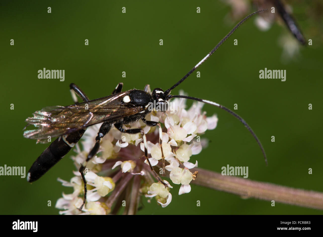 Achaius oratorius ichneumon wasp. Una sorprendentemente marcato icneumone (Famiglia Ichneumonidae), e un parassitoide di lepidotteri Foto Stock