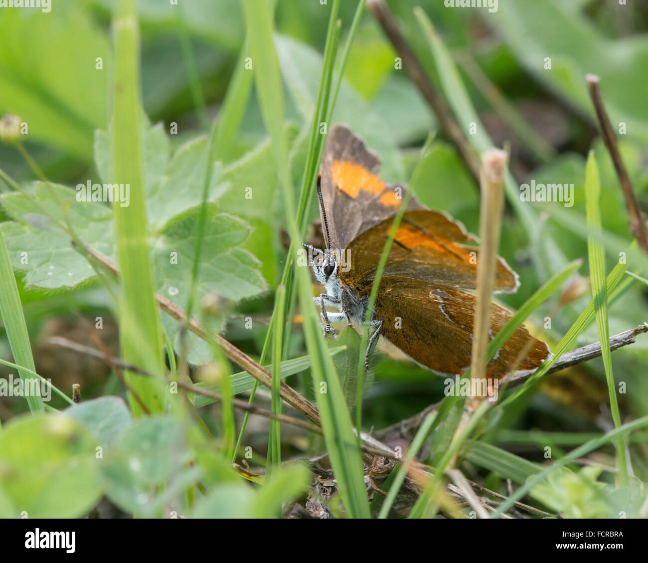 Marrone (hairstreak della teca betulae) sull'erba. Un estremamente sfuggente e rare butterfly fotografato tra erba, con ali aperte Foto Stock