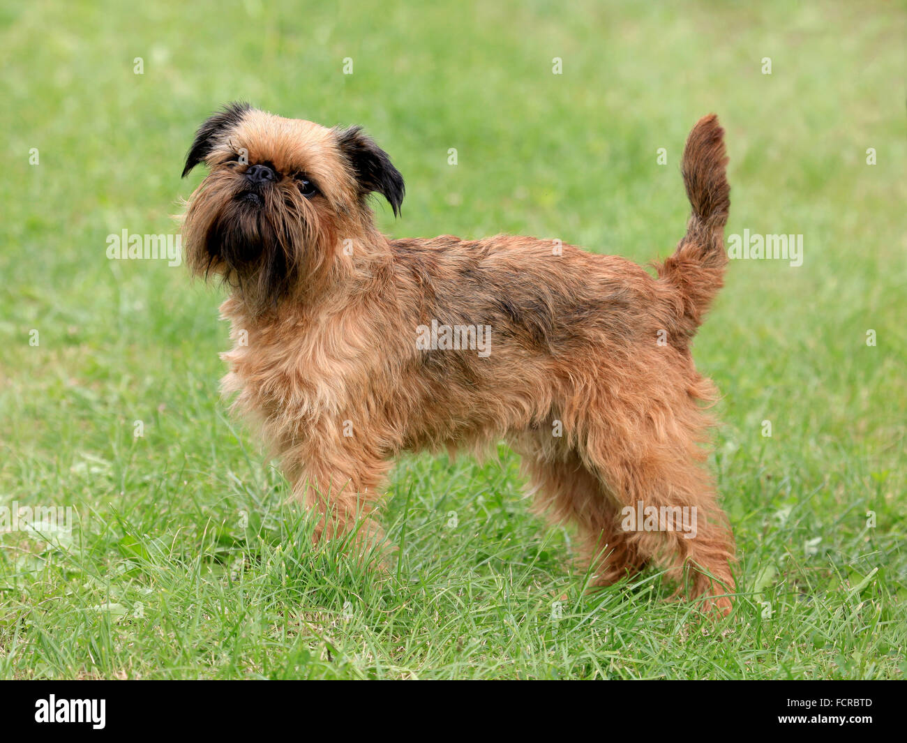 Tipico Griffon Bruxellois cane nel giardino di primavera Foto Stock