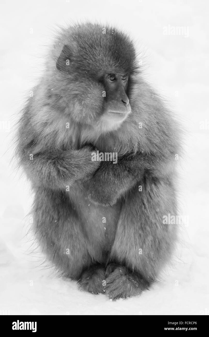 Macaque giapponese, neve scimmia, Macaca fuscata, nella neve, Jigokudani Monkey Park, Prefettura di Nagano, Giappone; in bianco e nero Foto Stock