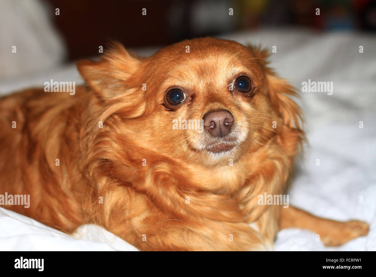 Close up di un pelo lungo chihuahua orangish con capelli biondi Foto Stock