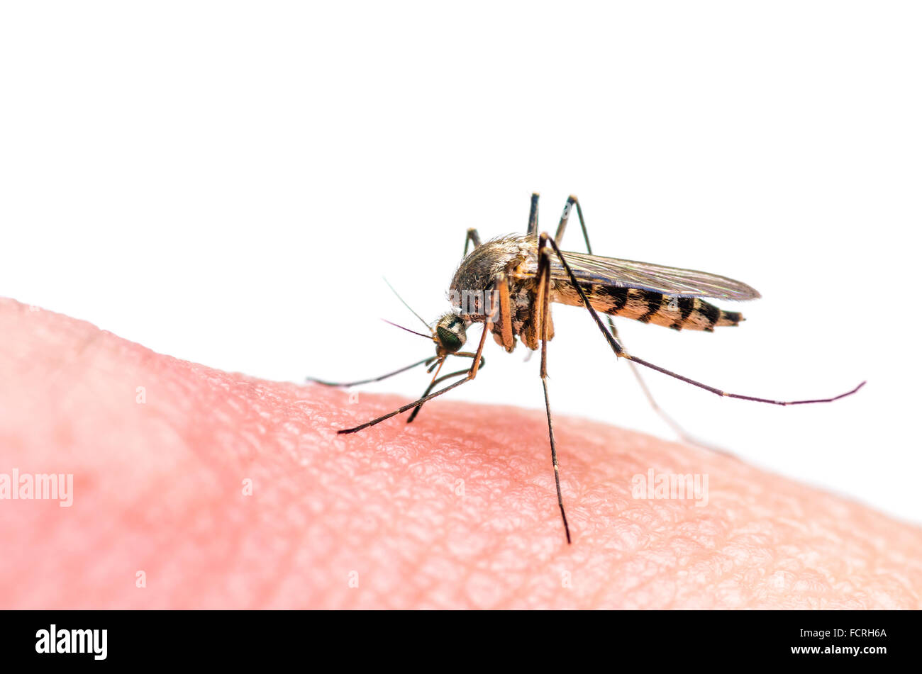 Morso di zanzara isolato su bianco Foto Stock