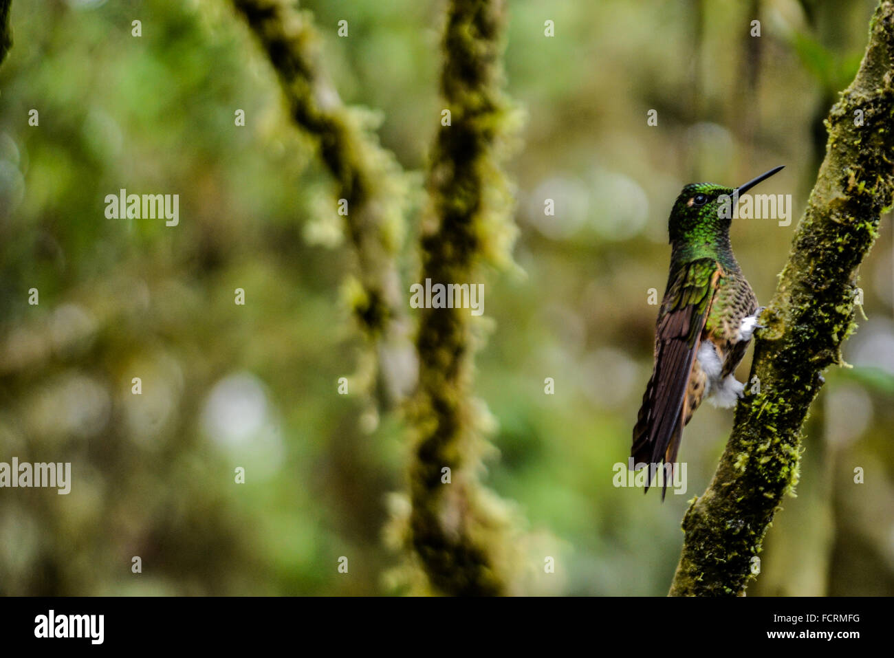Primo piano di un colibrì in Bellavista Cloud riserva forestale in Tandayapa, Ecuador. Foto Stock