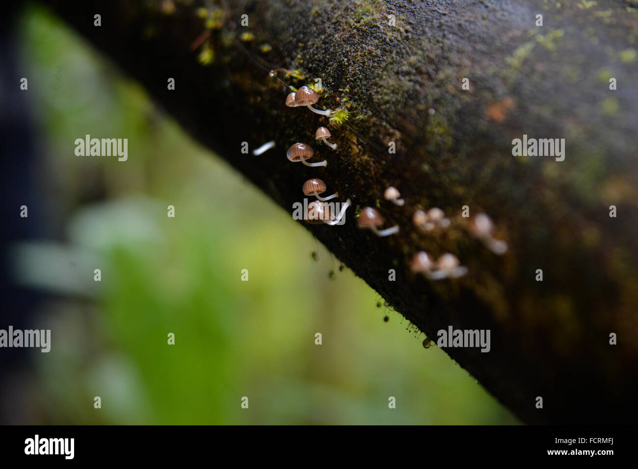 Piccolo e delicato color marrone chiaro funghi sulla superficie di una struttura ad albero. Bellavista Cloud Forest Riserve, Tandayapa, Ecuador Foto Stock