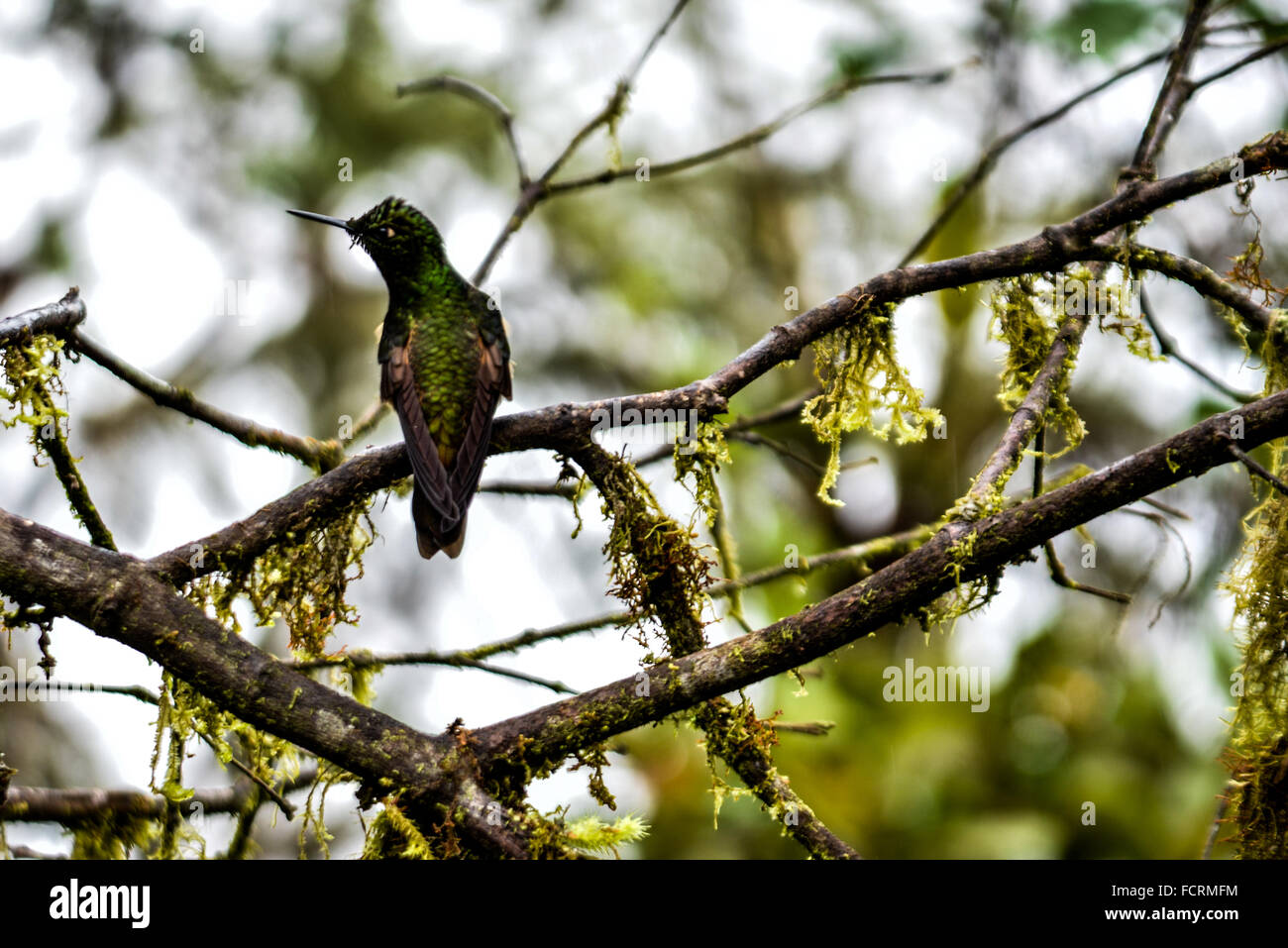 La danza dei colibrì nel Cloud Bellavista riserva forestale in Tandayapa, Ecuador. Foto Stock