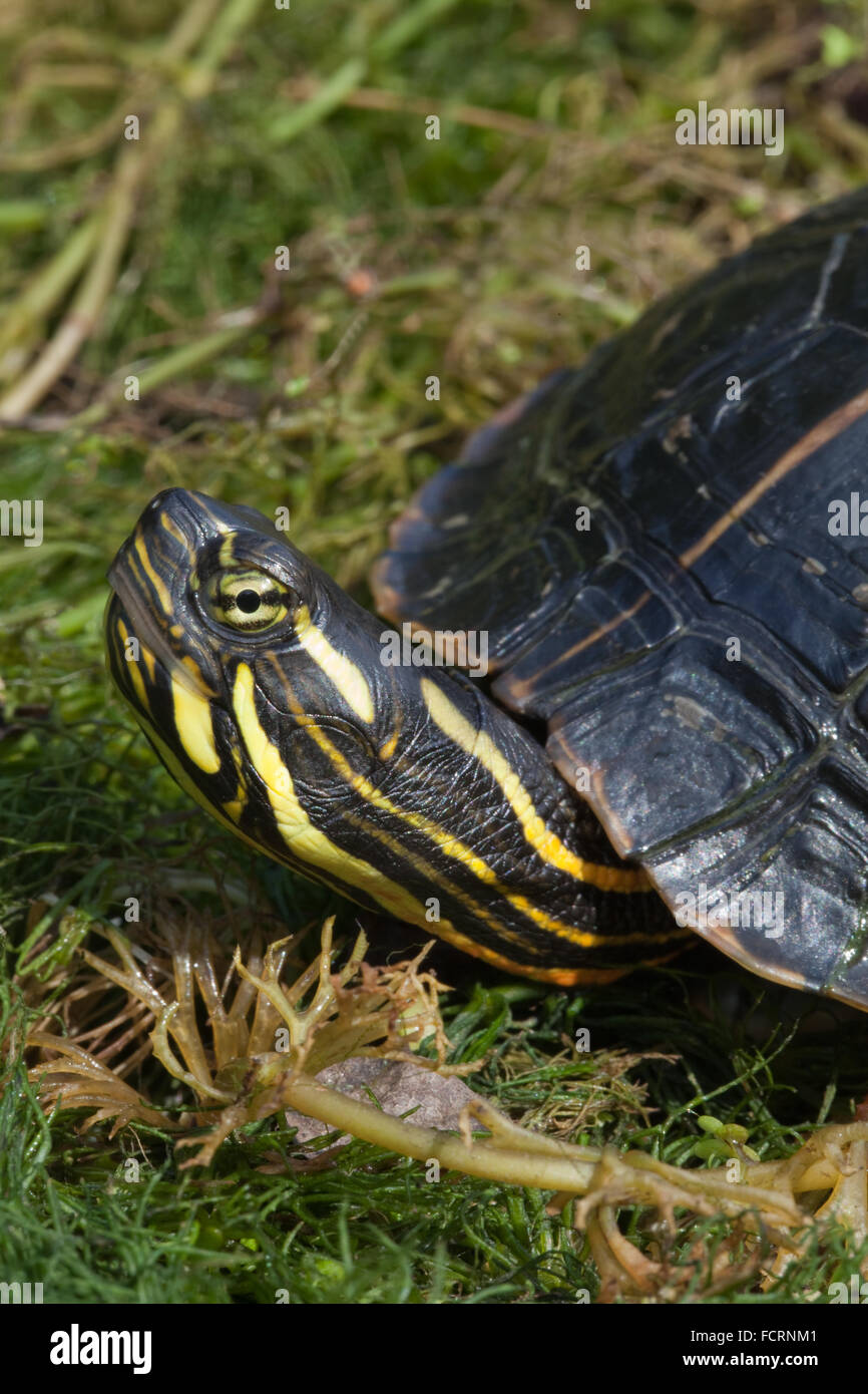 Nord America verniciato meridionale tartaruga (Chrysemys picta dorsalis). Foto Stock