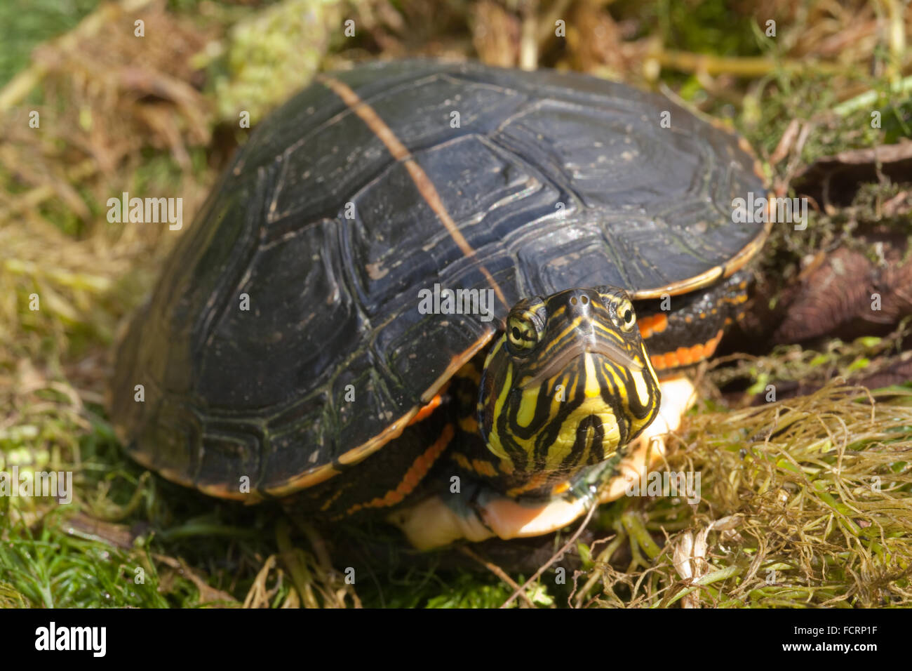 Sud del dipinto di tartaruga (Chrysemys picta dorsalis). Arancione o giallo striscia dorsale lungo tutta la lunghezza del carapace Foto Stock