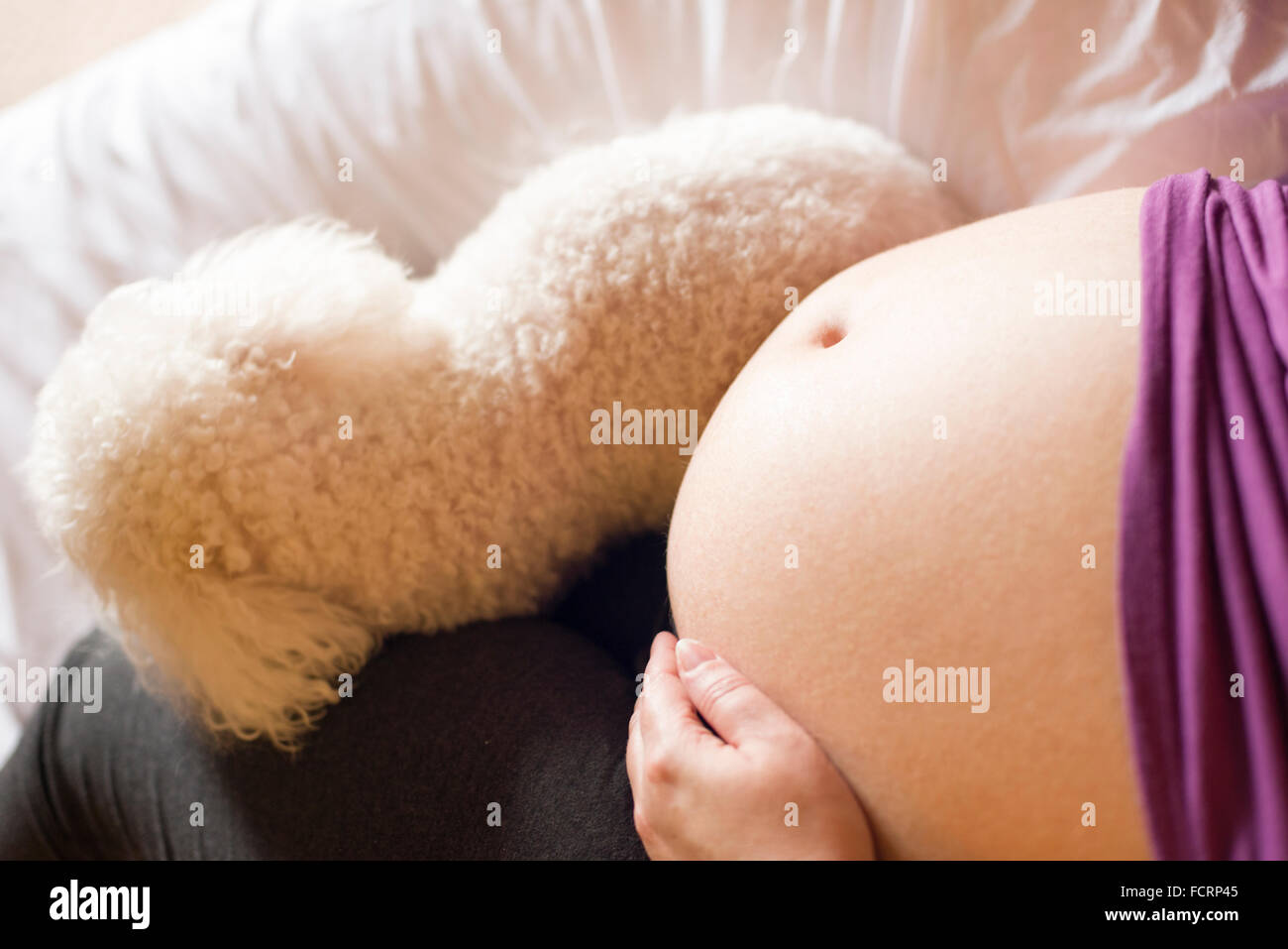 Donna con bambino in gravidanza pancia in letto con Bichon Frise cane Foto Stock