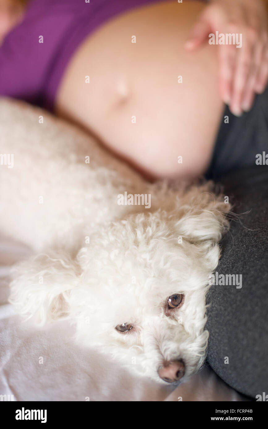 Donna con bambino in gravidanza pancia in letto con Bichon Frise cane Foto Stock