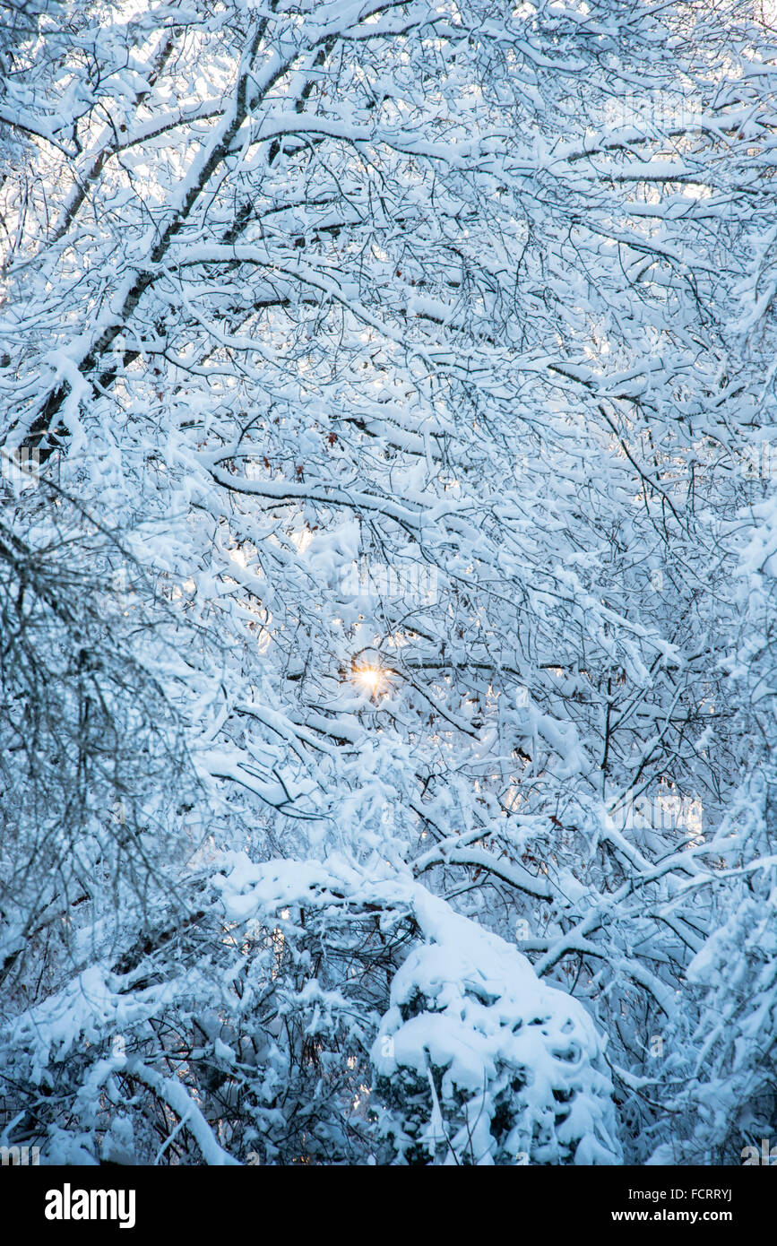 Sunrise peaking attraverso la coperta di neve rami di alberi, Ouachita Mountains, Arkansas, STATI UNITI D'AMERICA Foto Stock