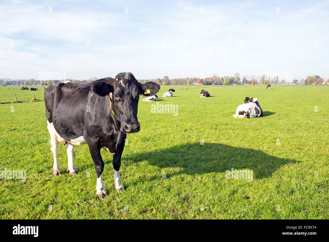 Le mucche in campagna dai Paesi Bassi Foto Stock