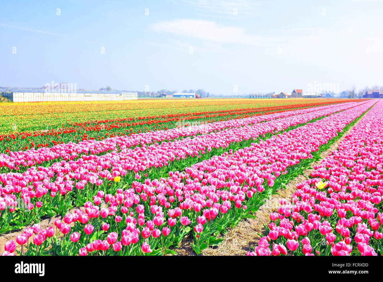 Splendida fioritura campi di tulipani in campagna dai Paesi Bassi Foto Stock