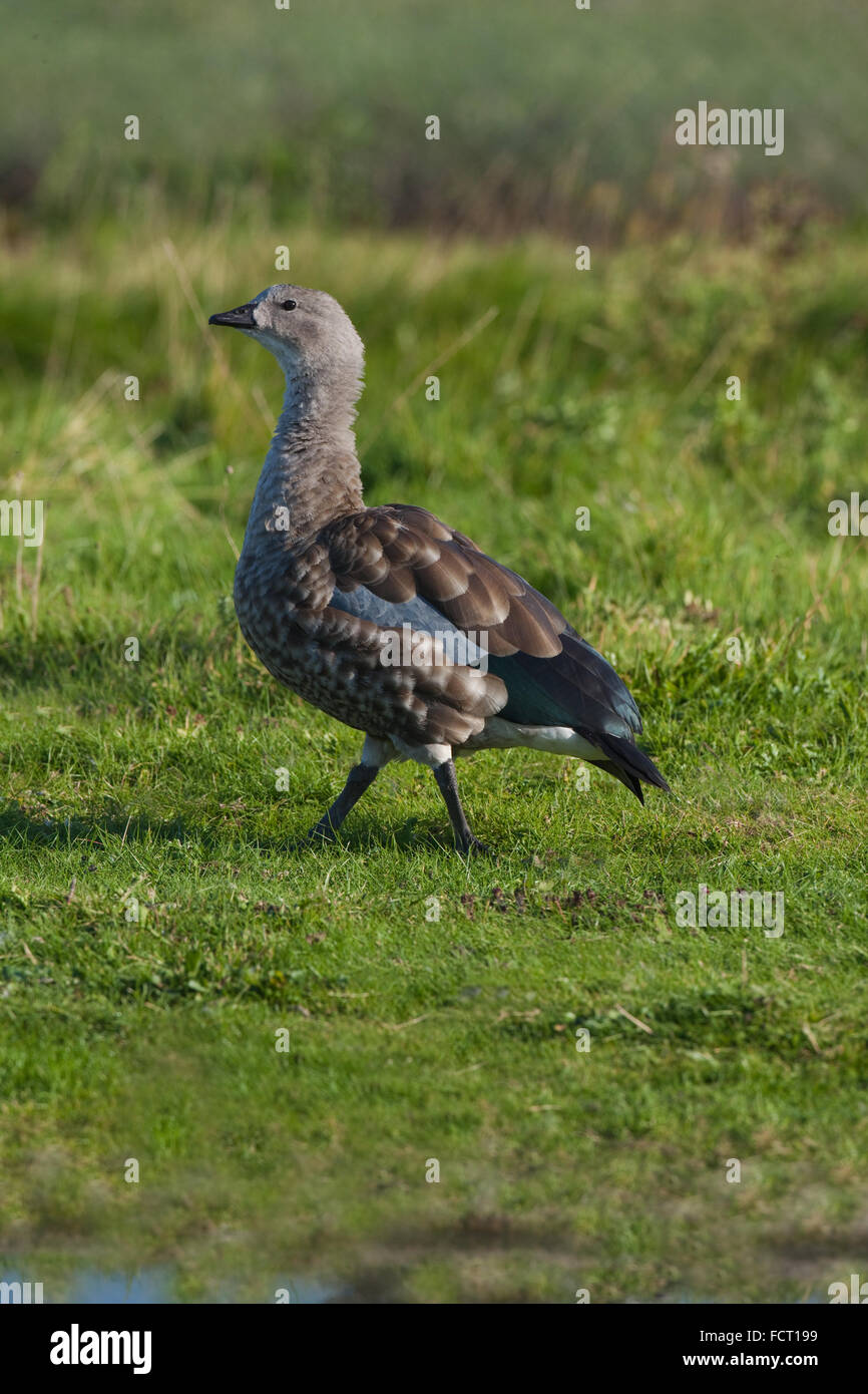 Abissino Blu-winged Goose Cyanochen cyanopterus. Sessi simili nell'aspetto. Altipiani di Etiopia, anticamente Abissinia. Foto Stock