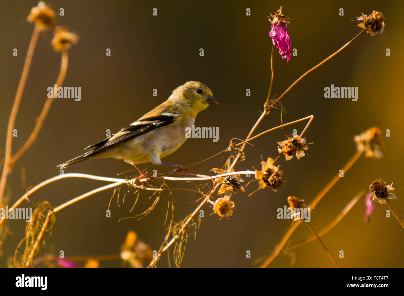 Un trillo di Nashville (Oreothlypis ruficapilla), sorge arroccato di alcune erbe infestanti con morendo rosso magenta fiori in autunno. Foto Stock