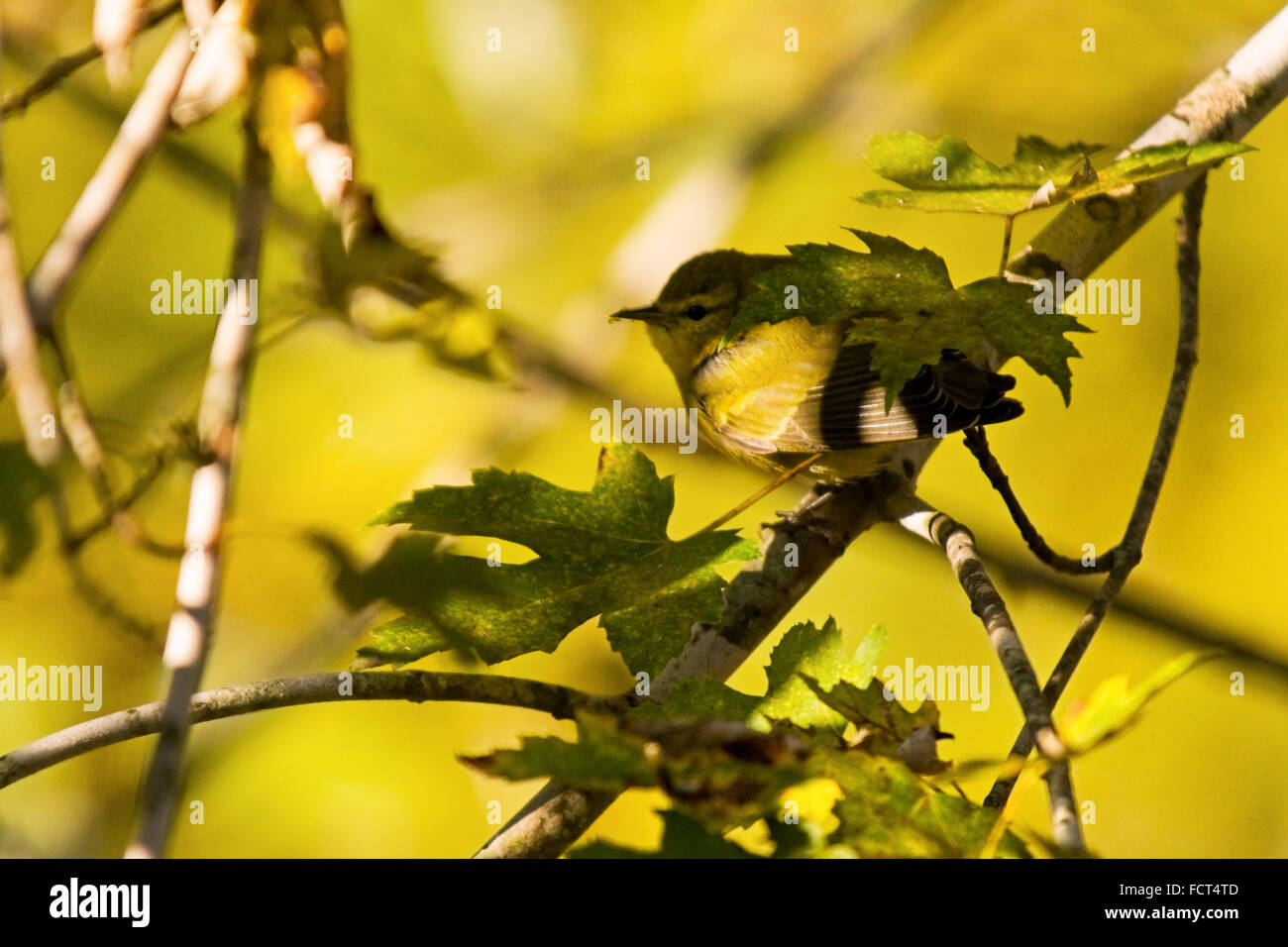 Un trillo di Nashville (Oreothlypis ruficapilla), su un ramo di un albero di acero. Foto Stock