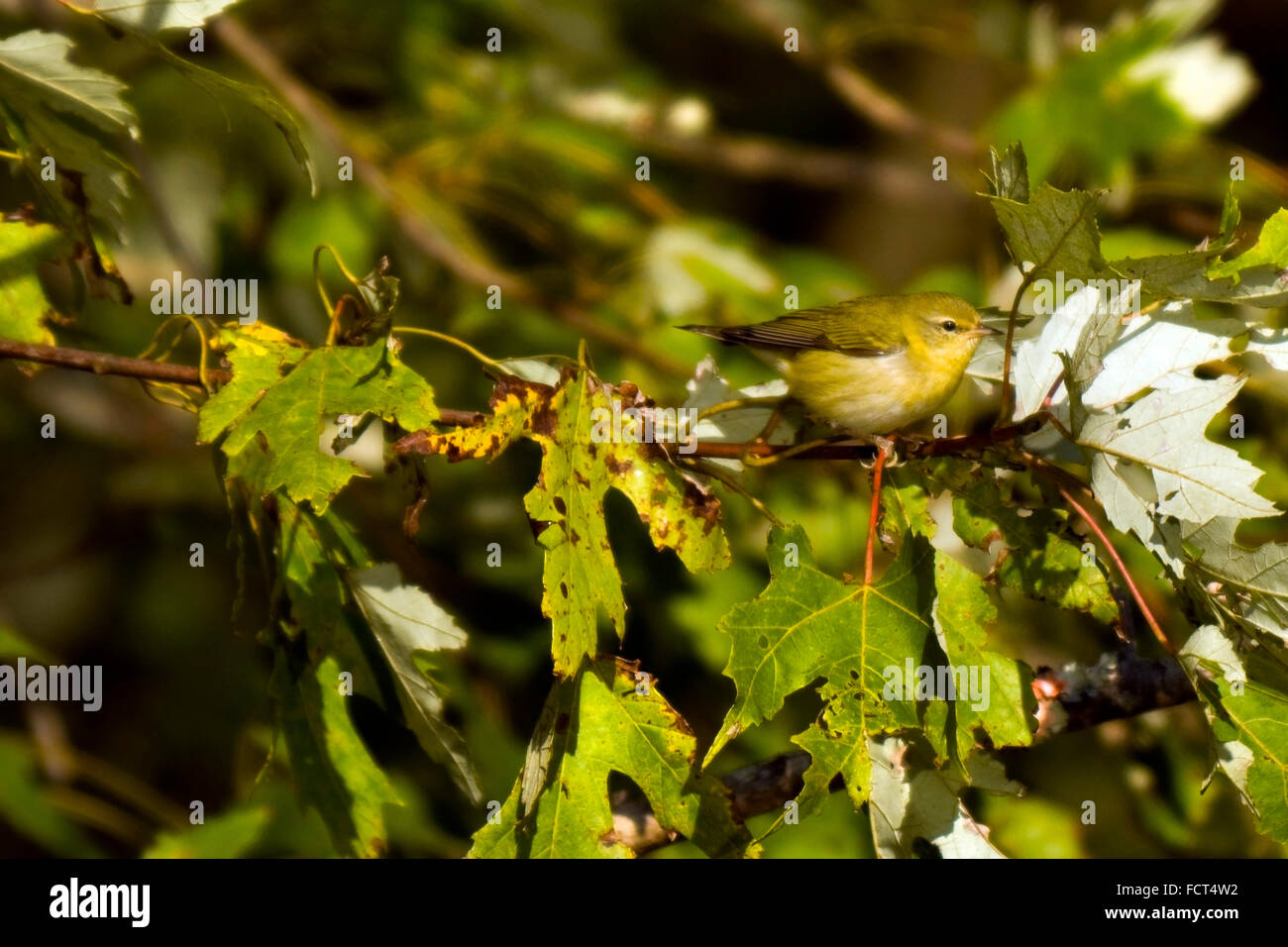 Un trillo di Nashville (Oreothlypis ruficapilla), su un ramo di albero. Foto Stock