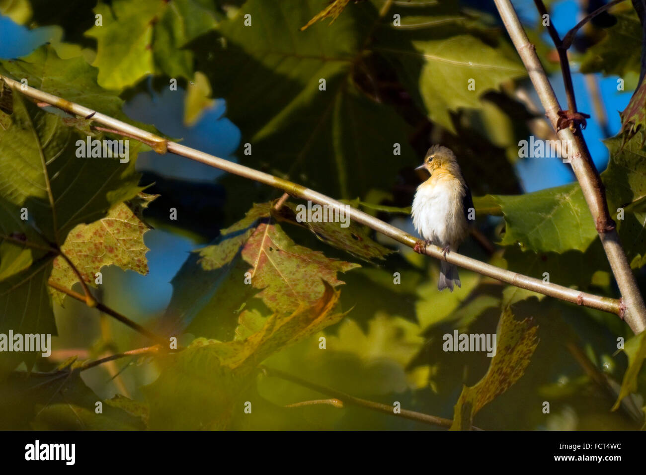 Un trillo di Nashville (Oreothlypis ruficapilla), su un ramo di albero. Foto Stock