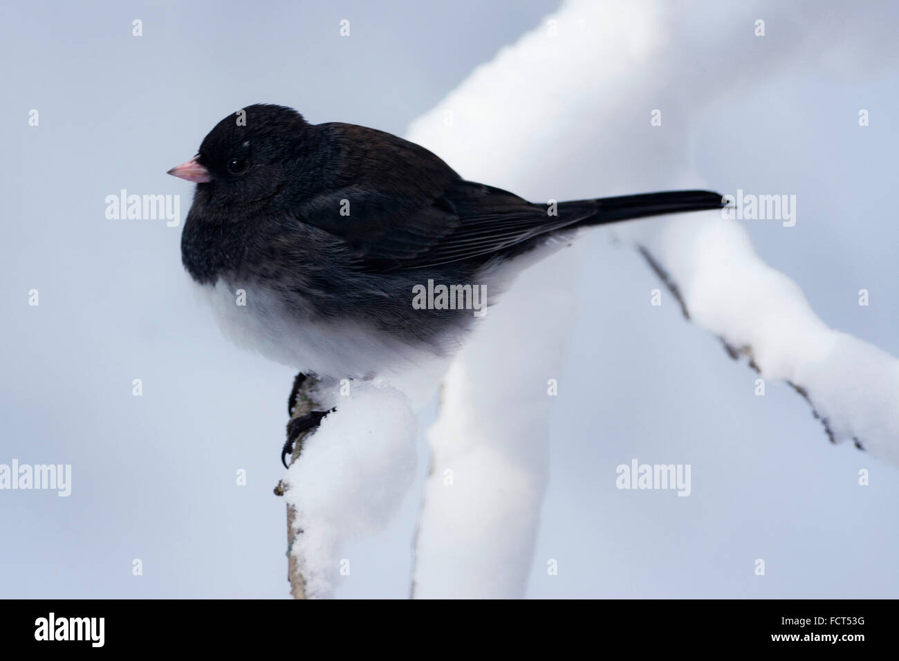 Dragonfly ensoleillement su un asse di legno. Foto Stock
