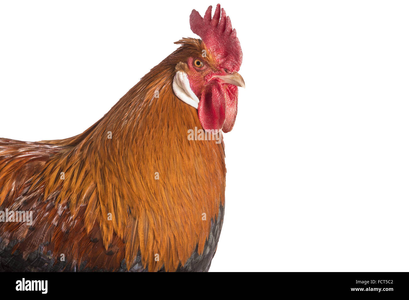 Austrian Sulmtaler rooster pollo colpo di testa isolata su sfondo bianco Foto Stock