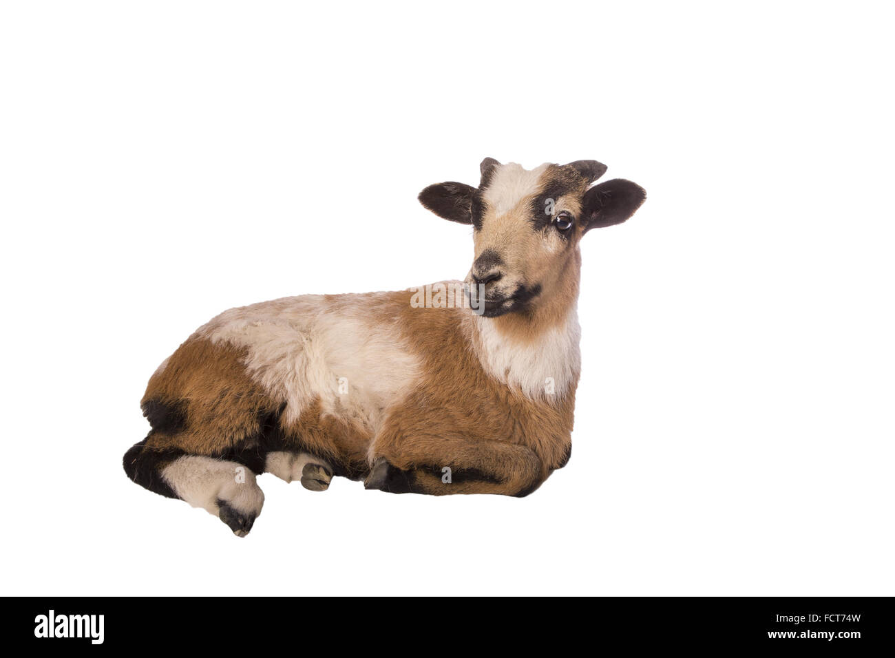 Marrone e bianco pecore sdraiato isolato su bianco Foto Stock