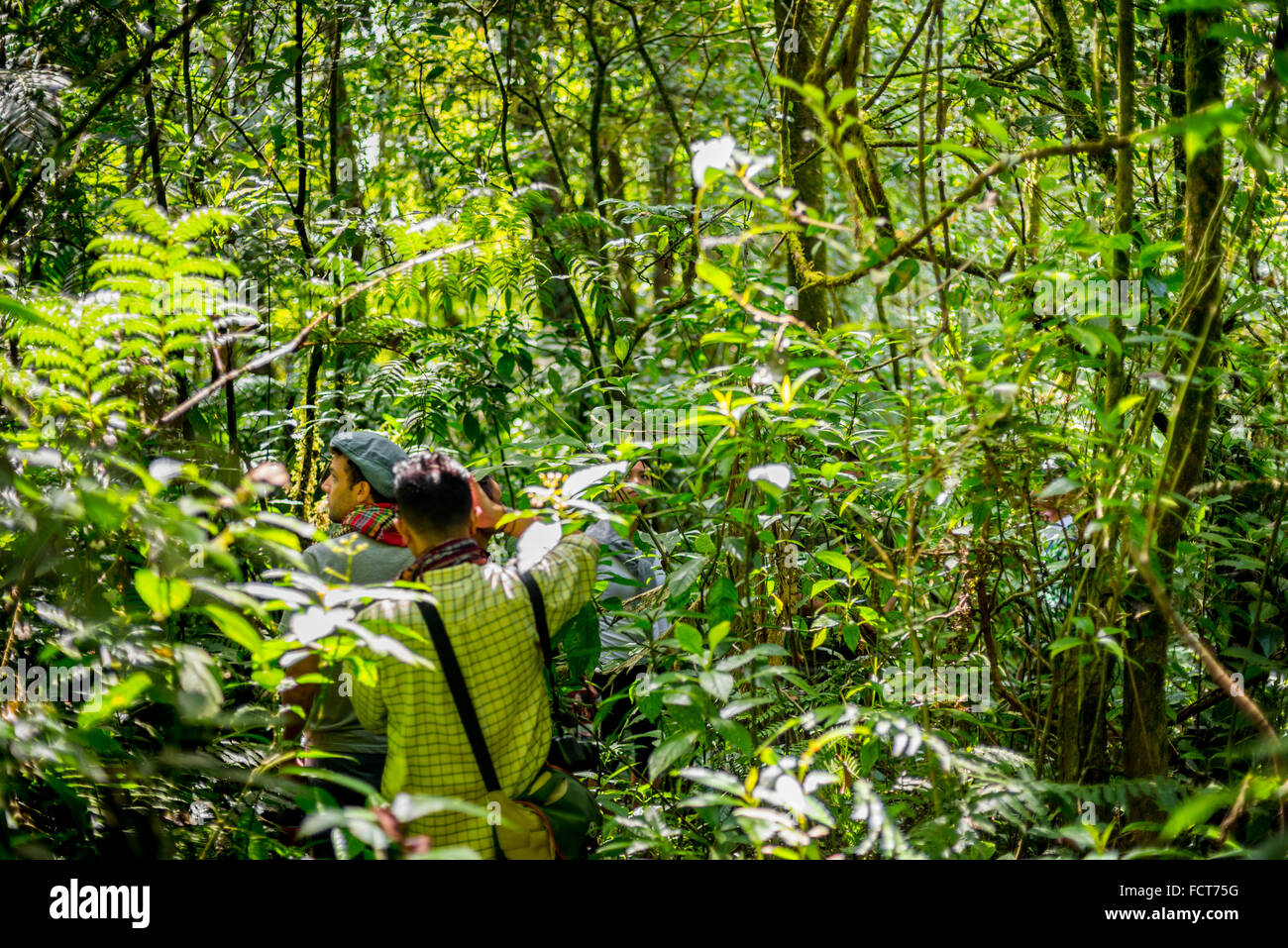 Trekking nella foresta pluviale nel Parco Nazionale di Gede Pangrande, Indonesia. Foto Stock
