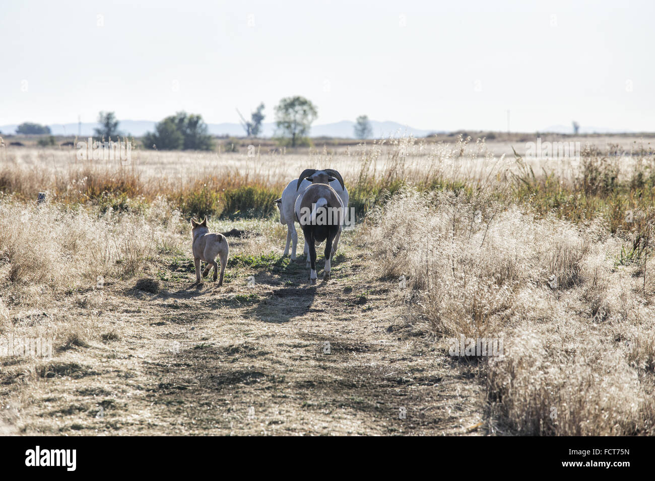Cane imbrancandosi pecore nel campo Foto Stock