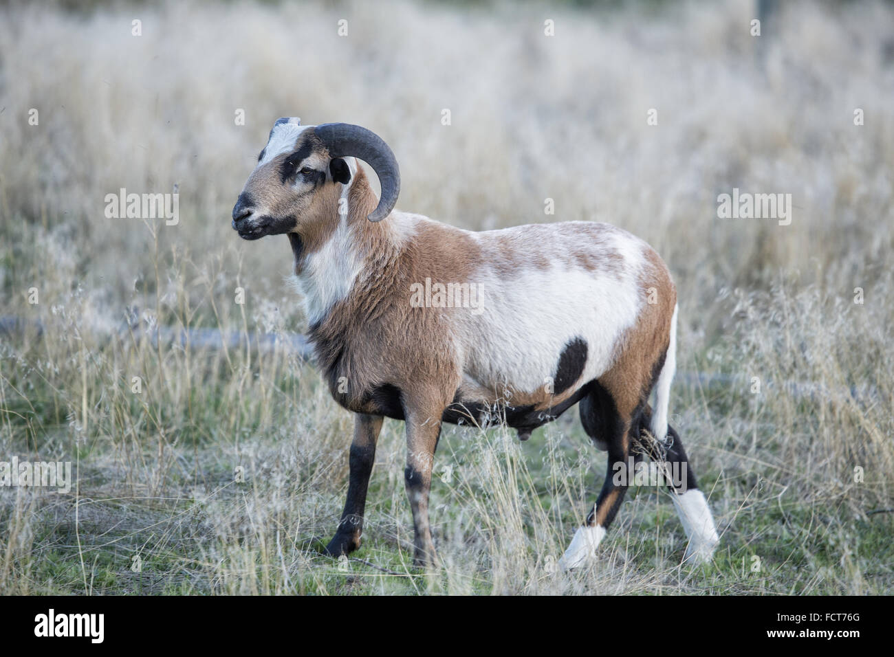 Ram pecora con le corna in un campo Foto Stock