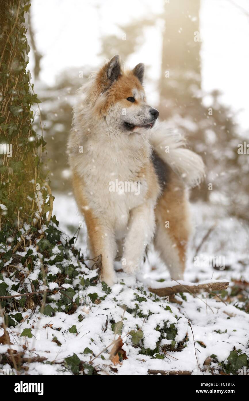Akita Inu Foto Stock
