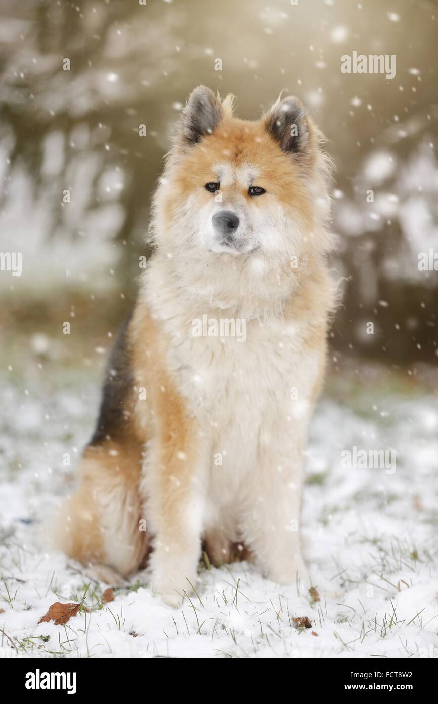 Udienza Akita Inu Foto Stock