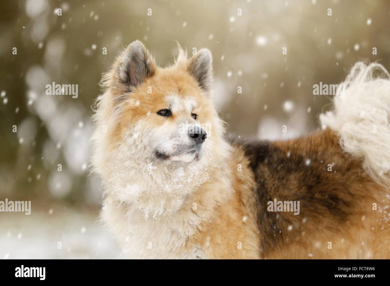 Akita Inu ritratto Foto Stock